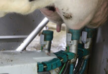 Phát hiện đặc tính mới khiến virus cúm gia cầm H5N1 dễ lây cho người