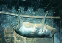 Kinh dị đặc sản lợn nguyên con treo trên trần nhà 30 năm và bốc mùi hôi thối