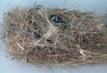 Sự thật bất ngờ: Nhìn như tổ chim, nhưng thực ra đây lại là dung nham núi lửa!