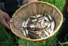 Lluvia de Peces – Trận mưa cá bí ẩn chưa lời đáp ở Honduras