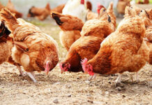 Phần Lan là quốc gia đầu tiên tiêm phòng cúm gia cầm cho người