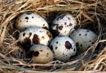 Những lợi ích tuyệt vời của trứng cút