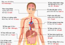 Tuổi thọ của các tế bào trong cơ thể