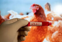 Phát hiện mới về vật chủ lây truyền virus cúm H5N1 sang người