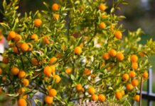 Sự tích cây quất