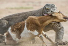 Kinh hoàng cảnh rồng Komodo nuốt sống dê non trong tích tắc