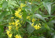 Chất kịch độc trong lá ngón nguy hiểm như thế nào mà có thể giết người trong thời gian ngắn