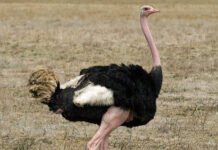 Top 10+ loài chim lớn nhất thế giới