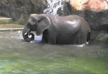 Những đặc điểm chứng minh voi là loài động vật cực kỳ thông minh