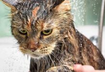 Tại sao mèo sợ nước?