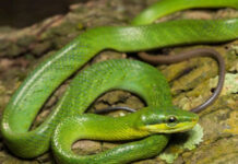 Lục chúa – Loài rắn tưởng kịch độc nhưng hoàn toàn vô hại