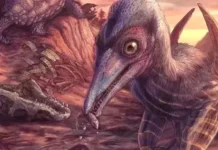 ‘Nữ thần bình minh cánh tro’, loài thằn lằn bay cổ nhất vừa được phát hiện