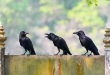 Loài vật nào có thể hiểu và thực hiện phép tính đơn giản?