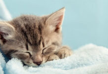 Các nhà khoa học tiết lộ lý do mèo luôn ngủ nghiêng về bên trái