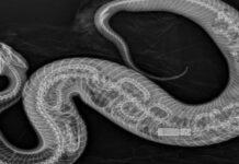 Phát hiện rắn hổ mang nước nuốt gọn trăn Miến Điện