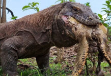 Rồng Komodo nuốt chửng rùa