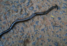 Sinh vật kỳ lạ tự mọc lại đầu, biến con mồi thành nước