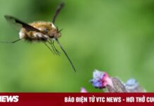 Tại sao bộ não ong nhỏ bé có thể nắm giữ chìa khóa cho AI thế hệ tiếp theo?