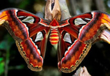 Bướm Khế: Loài bướm cả đời không cần ăn, có trong Sách Đỏ Việt Nam