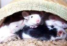 Những cách thử thai thú vị của người xưa