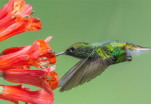 19+ điều thú vị về chim ruồi, loài chim bay lùi duy nhất trên Trái Đất