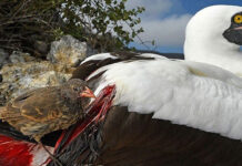 Chim sẻ ‘ma cà rồng’: Loài chim kỳ lạ uống máu để sinh tồn