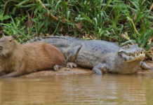 Chuột lang nước: Loài chuột khổng lồ nặng tới 68kg, ung dung giữa đàn cá sấu nhờ khả năng đặc biệt