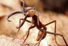 Kiến quân đội: Loài kiến nguy hiểm nhất hành tinh, có hàm răng nối lành được vết thương của người