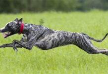 Những loài chó chạy nhanh nhất trên thế giới