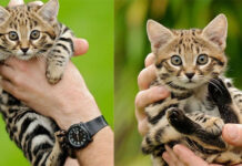 Mèo chân đen châu Phi: Có vẻ ngoài ngây thơ nhưng là loài mèo ‘nguy hiểm nhất thế giới’