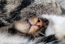 Tại sao mèo che mặt khi ngủ?