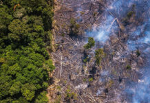 Rừng Amazon có thể biến mất trong 1 thế kỉ tới