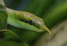 Thanh xà kỳ lân, loài rắn mọc sừng ở mũi độc nhất vô nhị Việt Nam