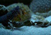 Cận cảnh cú đấm mạnh hơn đạn bắn của tôm tít kết liễu cua biển trong nháy mắt