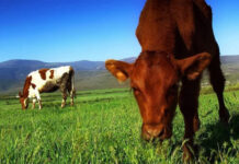 Tại sao trâu bò chỉ cần ăn cỏ mà vẫn có đầy đủ chất dinh dưỡng?