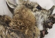 Những điều cần biết về virus đang biến động vật thành “zombie”