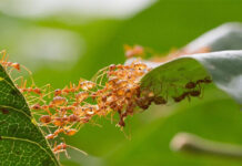 Bí quyết teamwork độc đáo giúp kiến thợ dệt nhân đôi sức mạnh