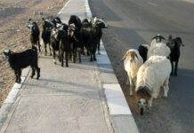 Cách con người “thu nhỏ” động vật hoang dã và làm lớn động vật nuôi