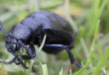 Những loài côn trùng nguy hiểm nhất ở châu Á