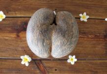 Coco de Mer, loại dừa lớn và đắt nhất thế giới