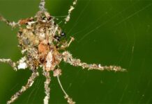 Độc đáo loài nhện tạo ra bản sao hoàn hảo của chính mình để săn mồi