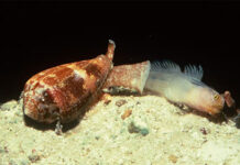 Cận cảnh ốc cối tung đòn tấn công 1/5000 giây rồi nuốt sống cả con cá