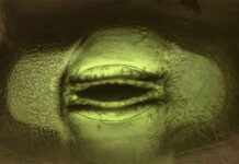 Cận cảnh cây đang thở qua ‘miệng’ dưới kính hiển vi