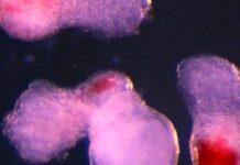 Các nhà khoa học tạo ra máu người trong phòng thí nghiệm: Bước tiến đột phá mở ra kỷ nguyên mới cho y học tái tạo