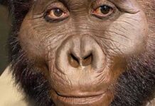Paranthropus: Người anh em bị lãng quên của tổ tiên loài người có thể đã tạo ra công cụ đầu tiên trên thế giới