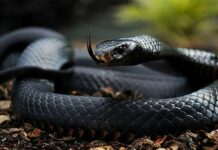 Ô tô bay giống trực thăng có thể chạy trên đường phố