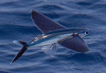 Cận cảnh cá chuồn bay chạy trốn cốc biển và cá nục đầy gay cấn