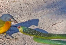 Nhật Bản chế tạo robot biết cười và có làn da thật