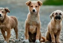 Loài chó có khả năng suy nghĩ như con người, thậm chí thông minh hơn trẻ em