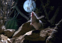 Cận cảnh màn giết chết rết độc khổng lồ của chuột ma sói